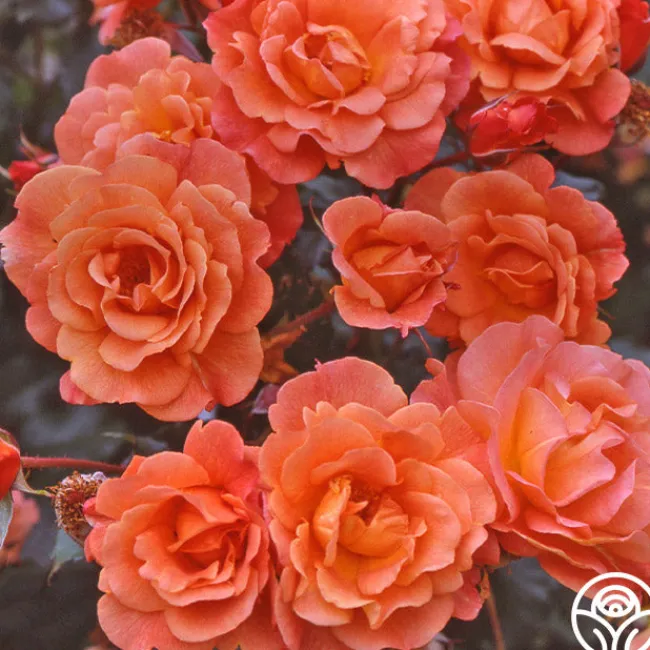 Westerland™>Heirloom Roses Online