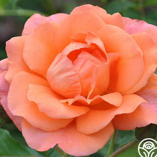Westerland™>Heirloom Roses Online