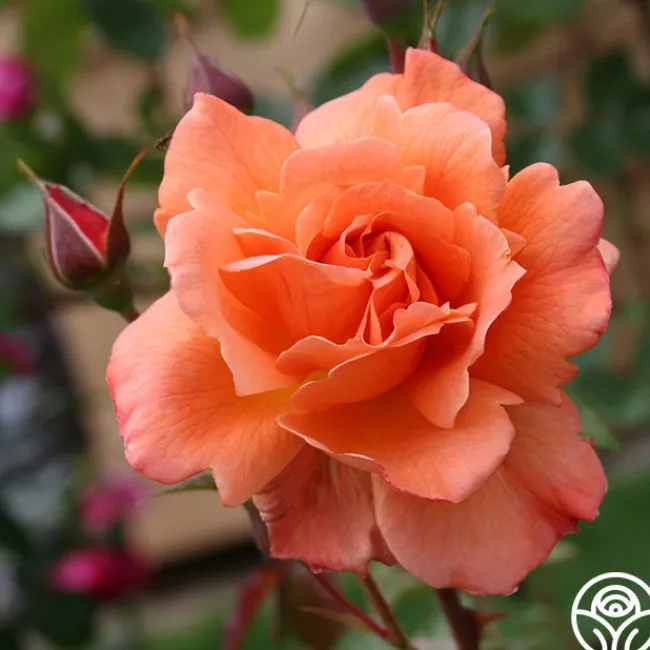 Westerland™>Heirloom Roses Online