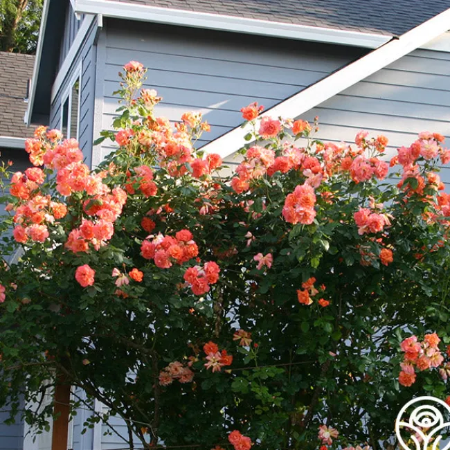 Westerland™>Heirloom Roses Online