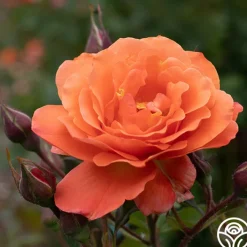 Westerland™><noscript><img width=