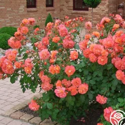Westerland™><noscript><img width=