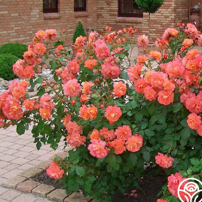 Westerland™>Heirloom Roses Online