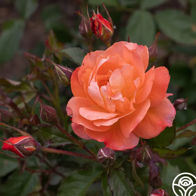 Westerland™>Heirloom Roses Online
