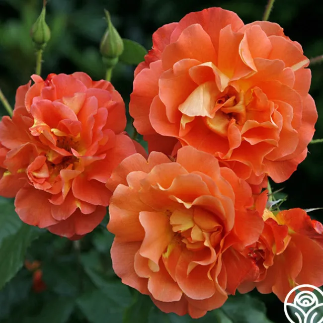 Westerland™>Heirloom Roses Online