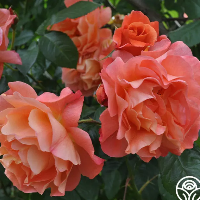 Westerland™>Heirloom Roses Online