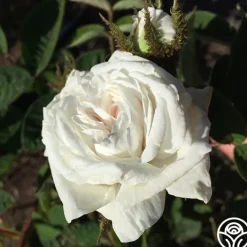 White Bath>Heirloom Roses