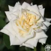 White Cap>Heirloom Roses