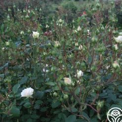 White Cap><noscript><img width=