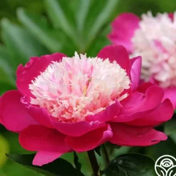 White Cap>Heirloom Roses
