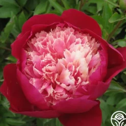 White Cap>Heirloom Roses