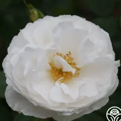 White Cloud>Heirloom Roses Hot