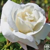 White Dawn®>Heirloom Roses Outlet
