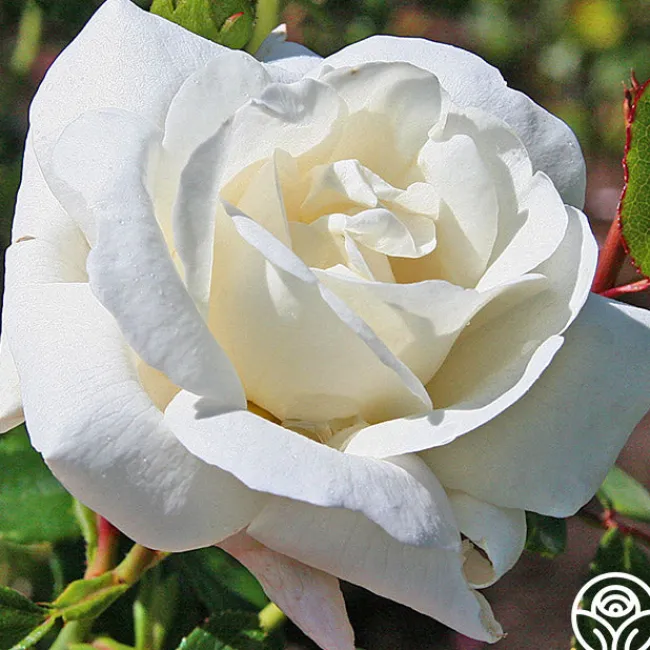 White Dawn®>Heirloom Roses Outlet