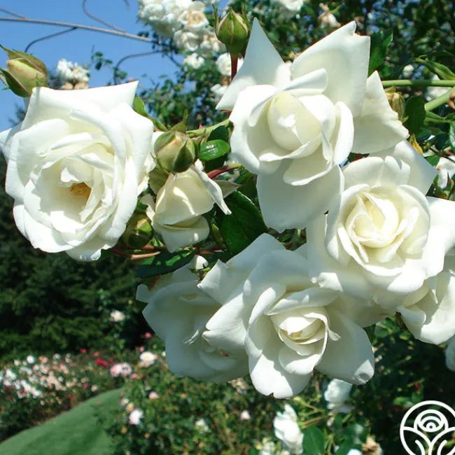 White Dawn®>Heirloom Roses Outlet