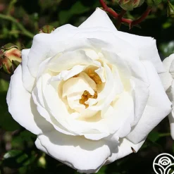 White Dawn®><noscript><img width=