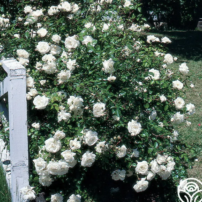 White Dawn®>Heirloom Roses Outlet