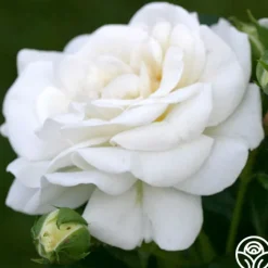White Diamond®>Heirloom Roses Best