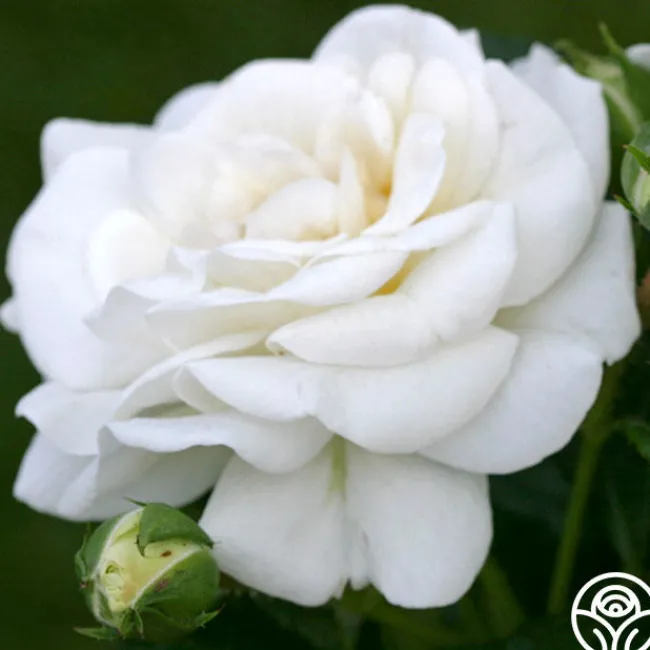 White Diamond®>Heirloom Roses Best