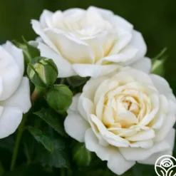 White Diamond®>Heirloom Roses Best