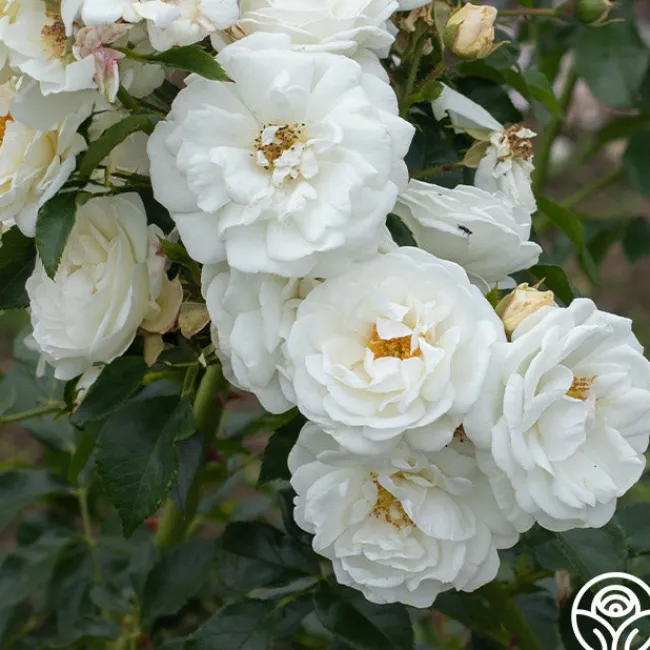 White Diamond®>Heirloom Roses Best