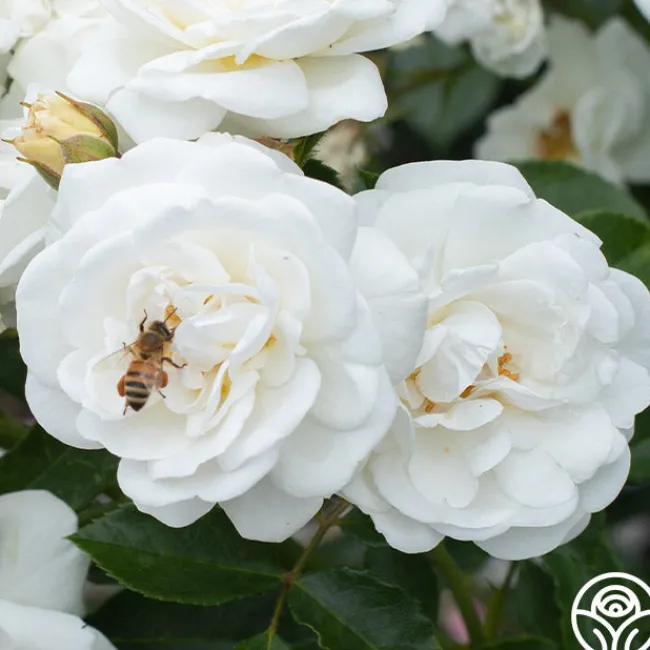 White Diamond®>Heirloom Roses Best