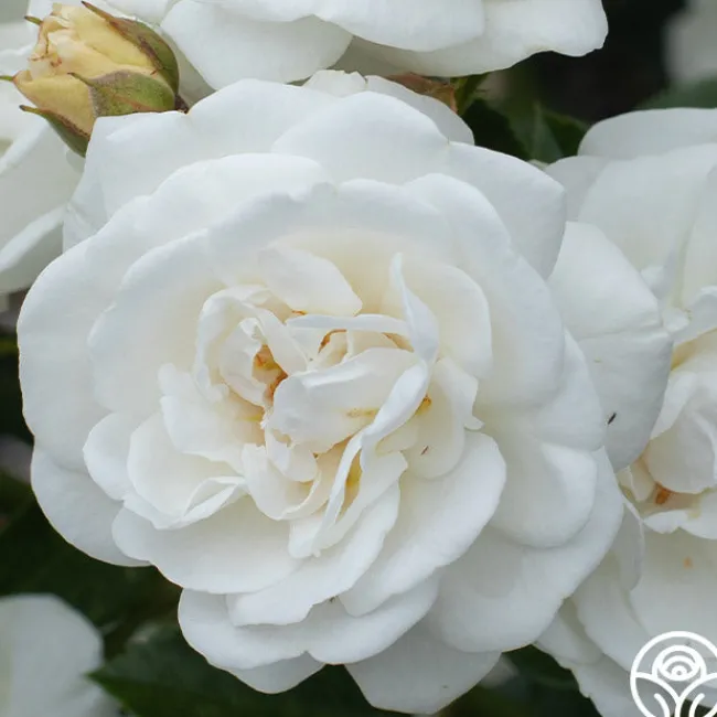 White Diamond®>Heirloom Roses Best