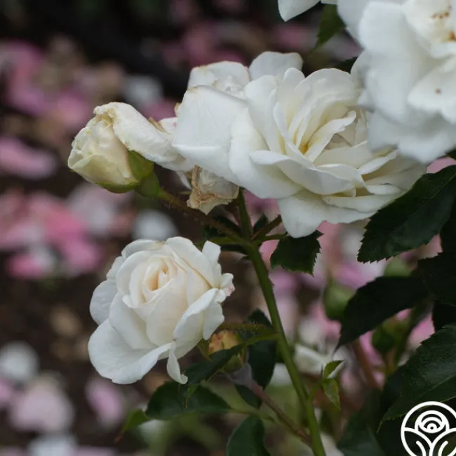 White Diamond®>Heirloom Roses Best
