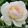 White Eden Climber®>Heirloom Roses Hot