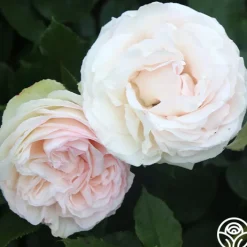 White Eden Climber®>Heirloom Roses Hot