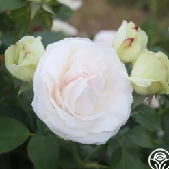 White Eden Climber®><noscript><img width=