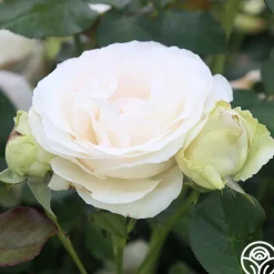 White Eden Climber®><noscript><img width=