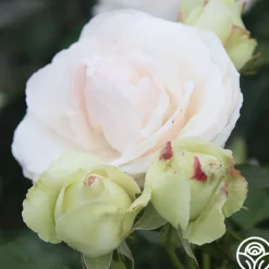 White Eden Climber®><noscript><img width=