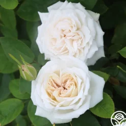 White Floorshow>Heirloom Roses Online