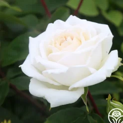 White Floorshow>Heirloom Roses Online