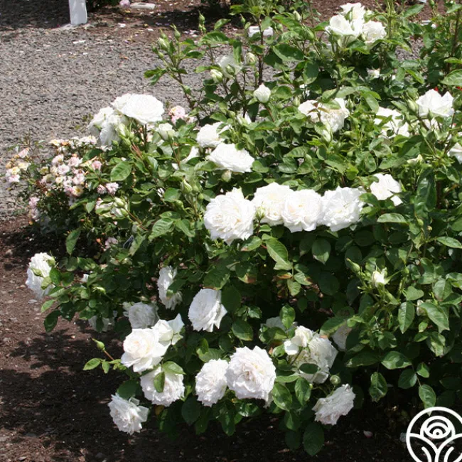 White Floorshow>Heirloom Roses Online