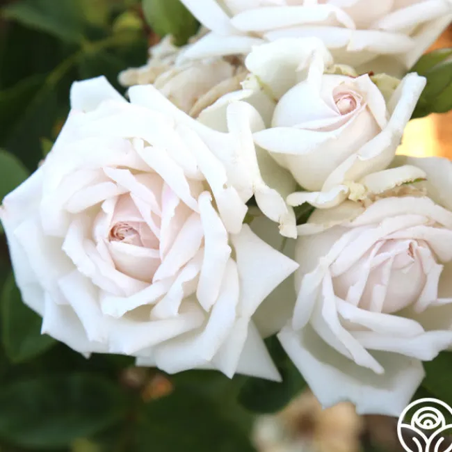 White Floorshow>Heirloom Roses Online
