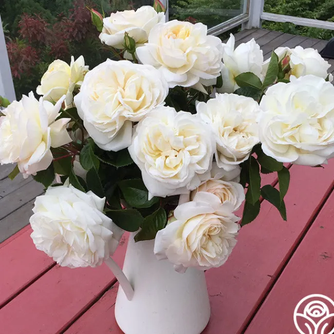 White Gold>Heirloom Roses Best