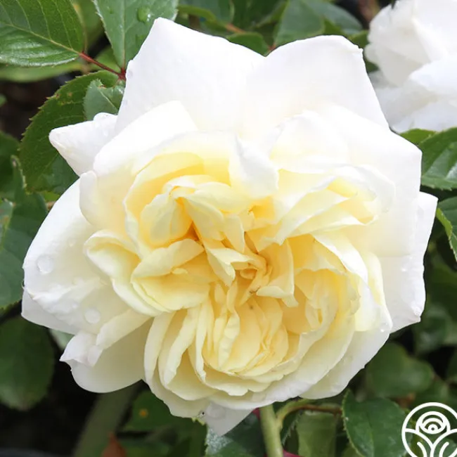 White Gold>Heirloom Roses Best