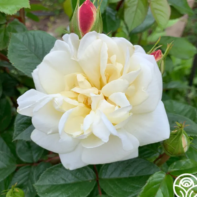 White Gold>Heirloom Roses Best