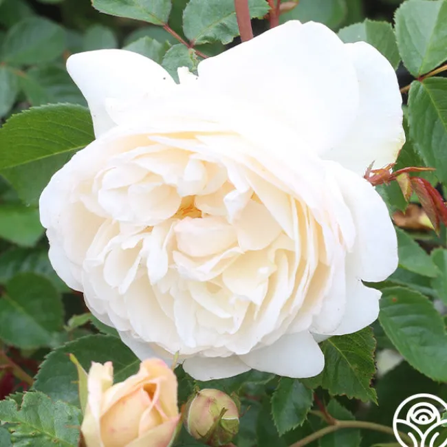 White Gold>Heirloom Roses Best