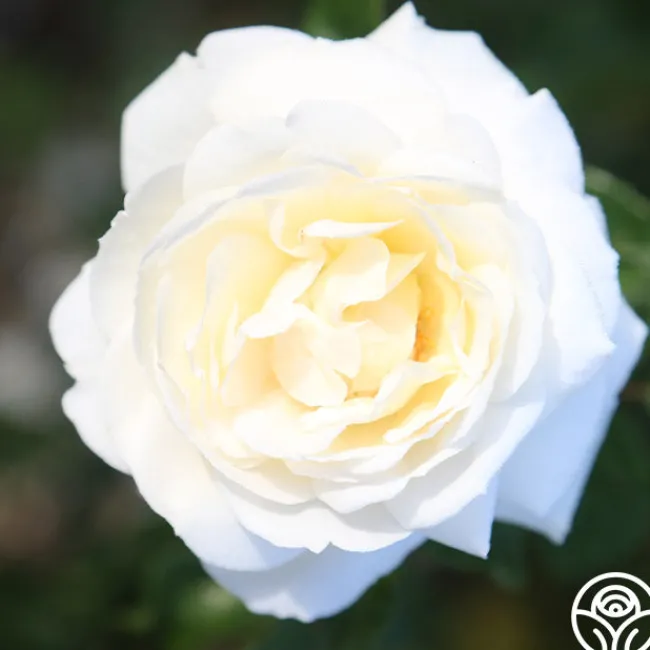 White Gold>Heirloom Roses Best
