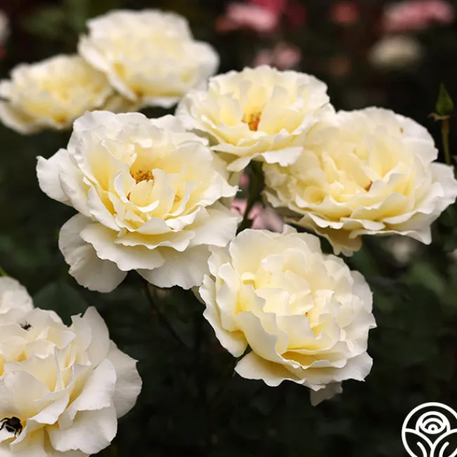 White Licorice™>Heirloom Roses Clearance