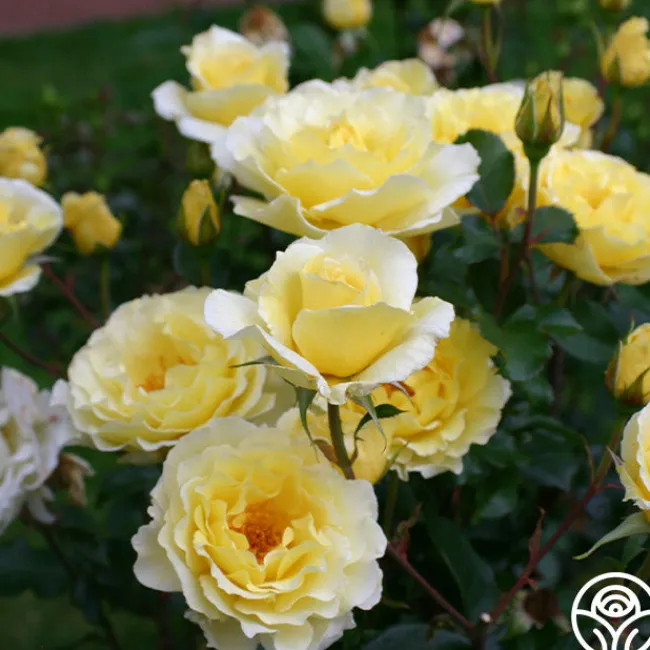 White Licorice™>Heirloom Roses Clearance