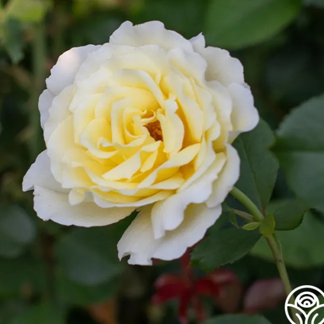 White Licorice™>Heirloom Roses Clearance