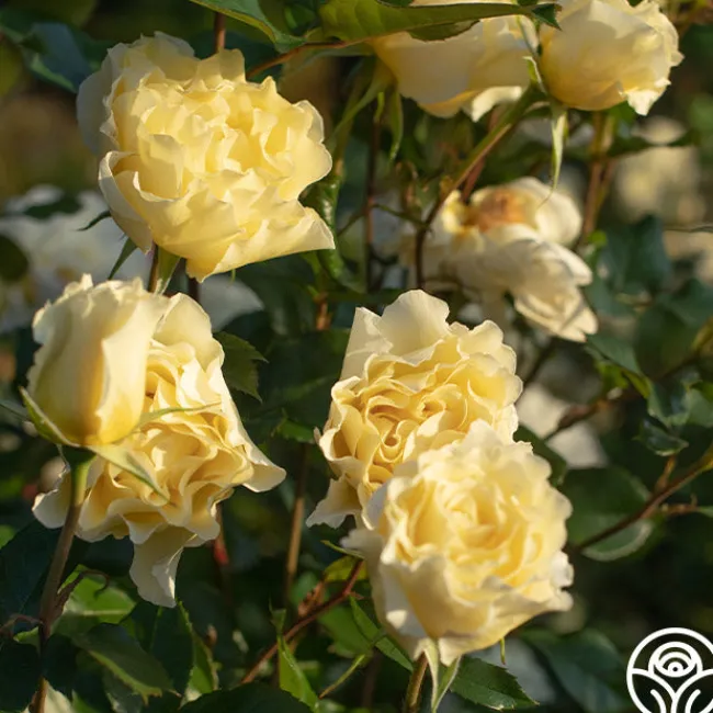 White Licorice™>Heirloom Roses Clearance
