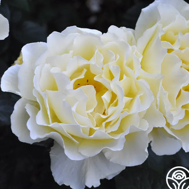 White Licorice™>Heirloom Roses Clearance