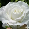 White Lightnin'>Heirloom Roses Outlet