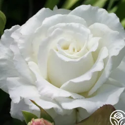 White Lightnin'>Heirloom Roses Outlet