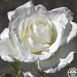 White Lightnin'><noscript><img width=